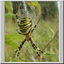 Argiope bruennichi - Wespenspinne 07.jpg